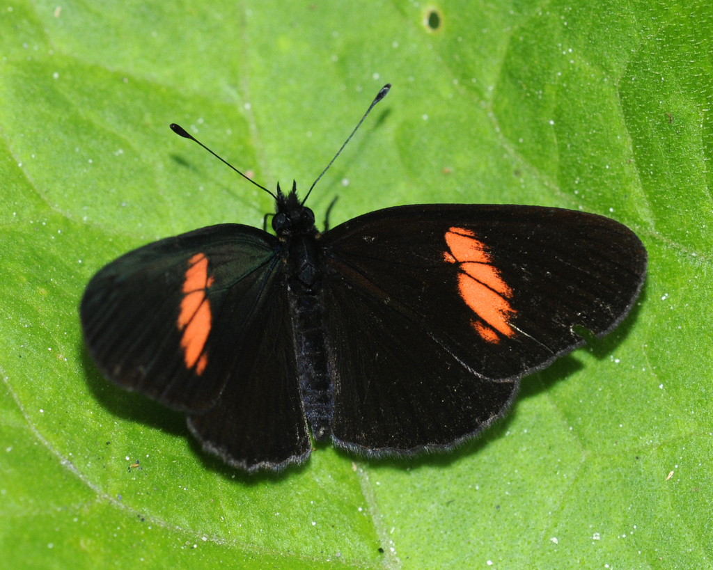 Castilia castilla