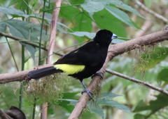 Ramphocelus flammigerus icteronotus