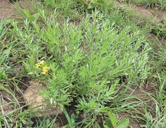 Lasiosiphon splendens