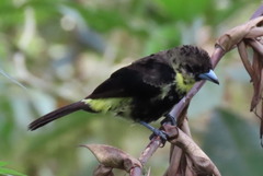 Ramphocelus flammigerus icteronotus