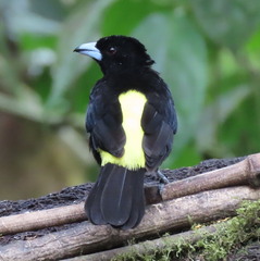 Ramphocelus flammigerus icteronotus