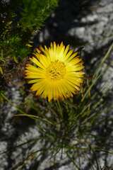 Lampranthus bicolor