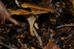 Clitocybe infundibuliformis