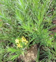 Lasiosiphon splendens