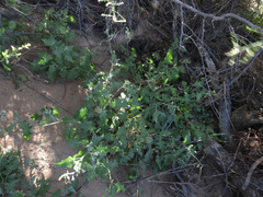Lyrocarpa coulteri