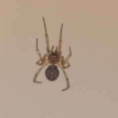 Steatoda bipunctata