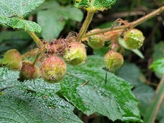 Rubus alceifolius