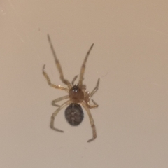 Steatoda bipunctata