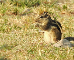 Funambulus pennantii