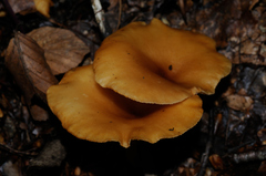 Clitocybe infundibuliformis
