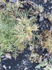 Centaurea salonitana