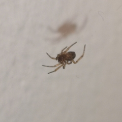 Steatoda bipunctata
