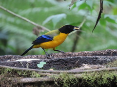 Anisognathus notabilis