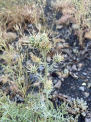Centaurea salonitana