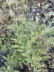 Centaurea salonitana