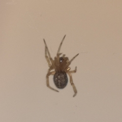Steatoda bipunctata