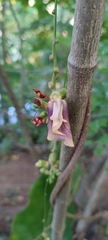 Mucuna