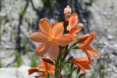 Pillansia templemannii