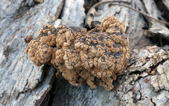 Ionomidotis irregularis