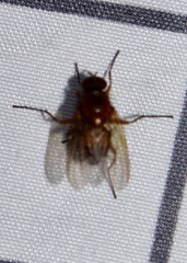 Ormia