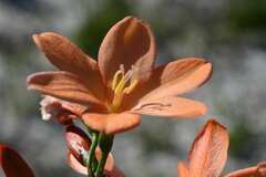 Pillansia templemannii