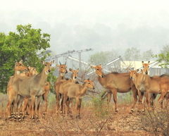 Boselaphus tragocamelus