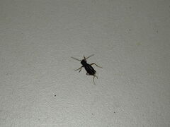 Cicindelinae