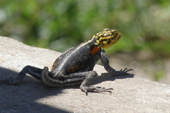 Agama planiceps