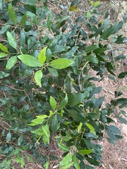 Olea capensis macrocarpa