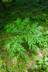 Amorphophallus