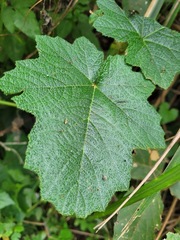 Rubus alceifolius