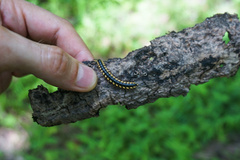Asiomorpha coarctata