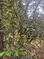 Olea capensis macrocarpa