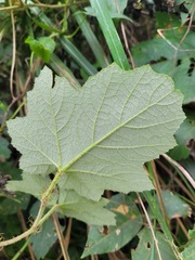 Rubus alceifolius
