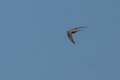 Cypsiurus parvus