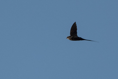 Cypsiurus parvus