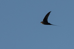 Cypsiurus parvus
