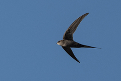 Cypsiurus parvus