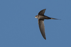 Cypsiurus parvus