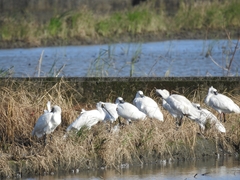 Platalea minor