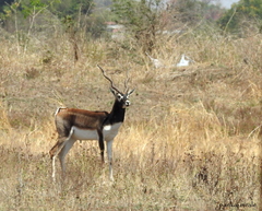 Antilope cervicapra