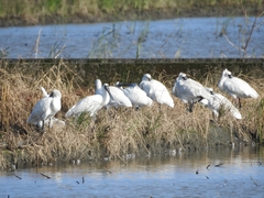 Platalea minor