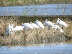 Platalea minor