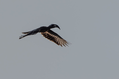 Lophoceros nasutus