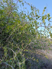 Ziziphus lotus