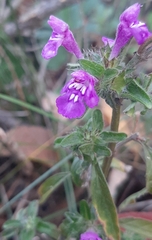 Galeopsis angustifolia