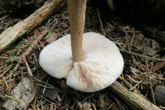 Pluteus exilis