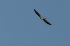 Cypsiurus parvus