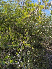 Ziziphus lotus
