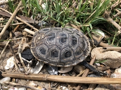 Malaclemys terrapin terrapin